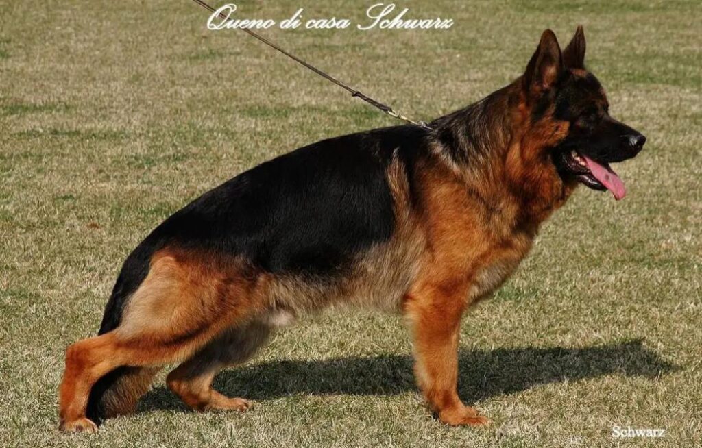 Queno di Casa Schwarz