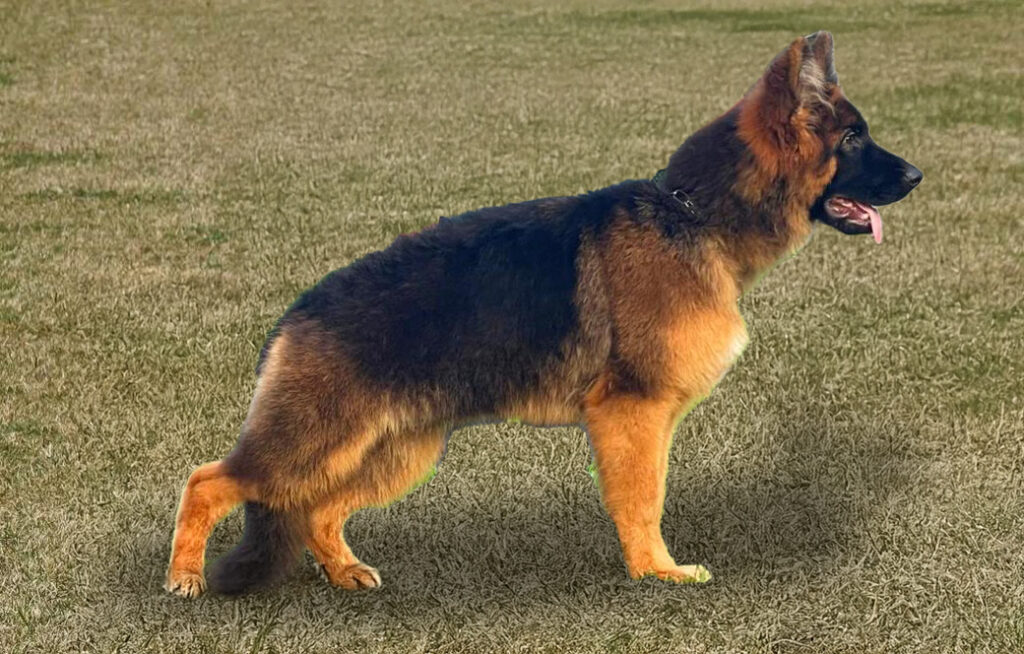 Olivia di Casa Borriello