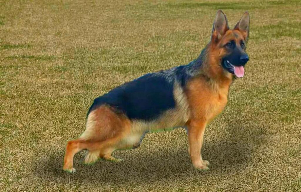 Prada di Casa Borriello