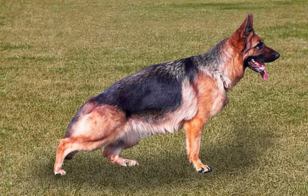 Irma del Monte Saraceno