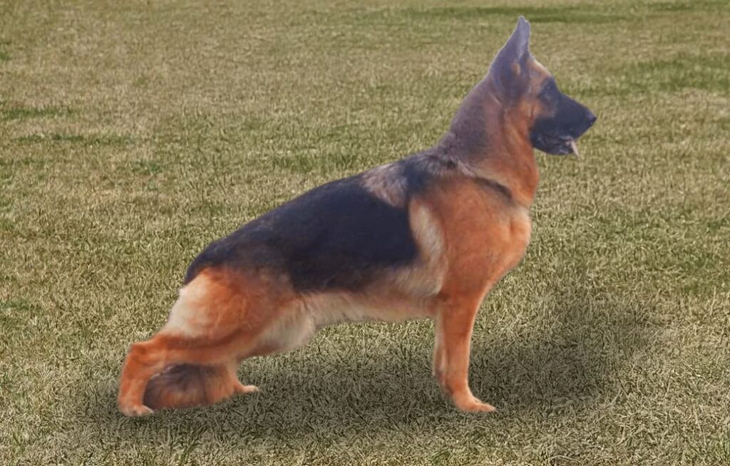 Nica di Casa Borriello