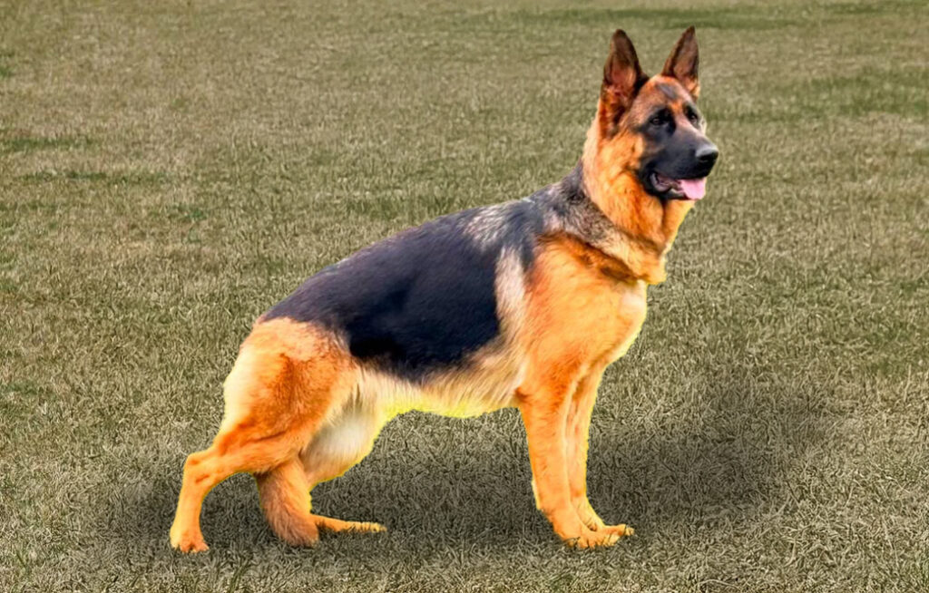 Quinn di Casa Borriello